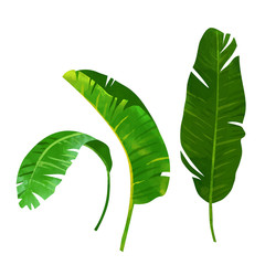 Banana leaf illustration in isolated white background.