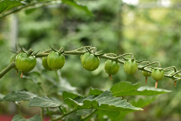 Green cherry tomato branch in the garden after the rain . organic tomatoes.