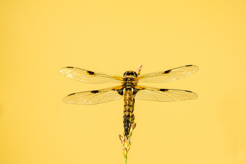 Four Spotted chaser, dragonfly sitting on grass near a pond