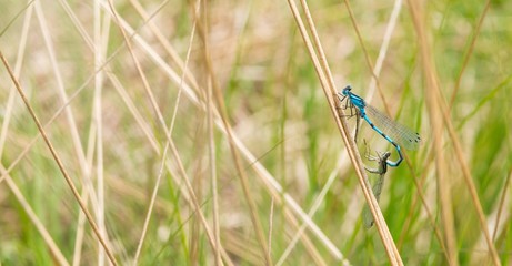 Gemeine Becherjungfer (Enallagma cyathigerum), Paarungsrad, Pietzmoor, Naturschutzgebiet Lüneburger Heide, Schneverdingen, Niedersachsen, Deutschland, Europa