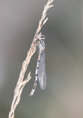 Gemeine Becherjungfer (Enallagma cyathigerum), immatures Männchen,Pietzmoor, Naturschutzgebiet...