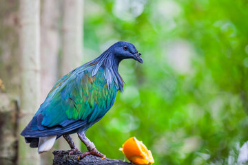Close-up view of a Nicobar pigeon (Caloenas nicobarica)