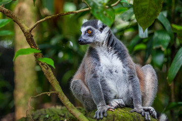 Close up Ring-tailed Lemur (Lemur catta)
