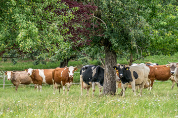 Rinder und Kühe auf der Weide
