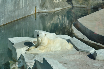 Polar bear lies basking in the sun.     