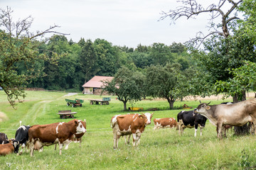 Rinder und Kühe auf der Weide