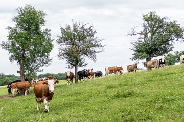 Rinder und Kühe auf der Weide