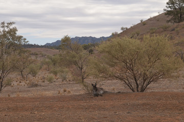 Wilpena South Australia, Kangaroo relaxing under bush