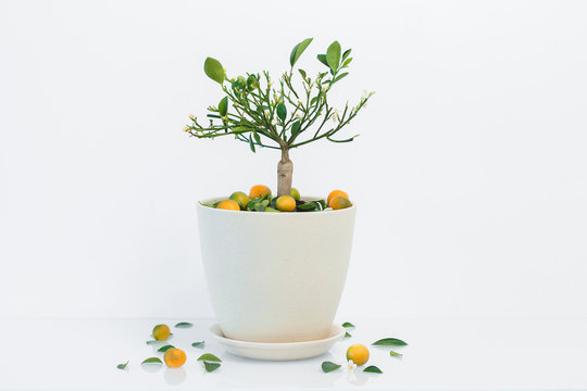 Orange tree