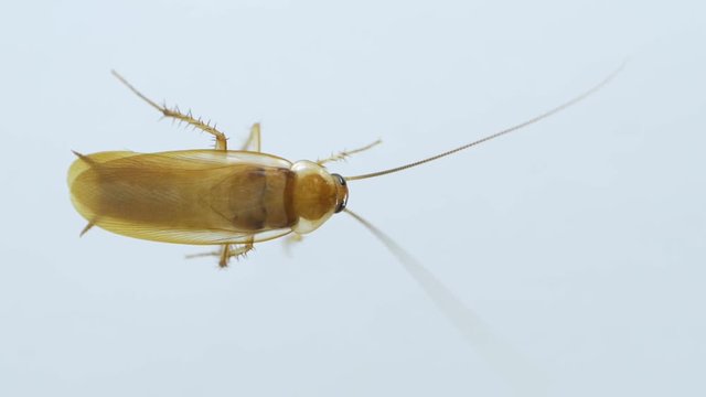 cockroach on white background