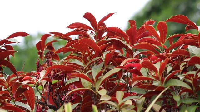 Beautiful texture of plant leaves red color Excoecaria cochinchinensis decoration tree  in the garden with wind in summer background