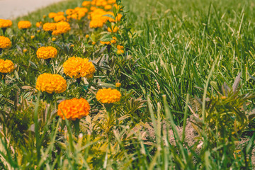 Marigolds in the grass