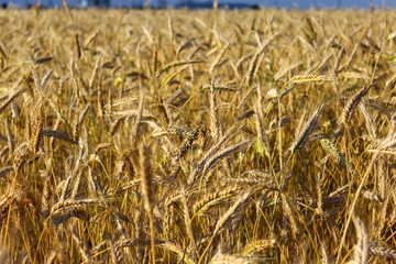Country road along a field of rye. Summer landscape.