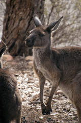 Wilpena South Australia,  Adult Kangaroo cautiously assessing surroundings