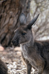 Naklejka na ściany i meble Wilpena South Australia, close-up of head and face of adult Kangaroo 