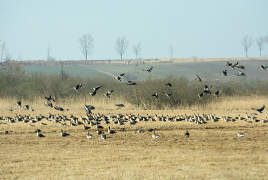 Flock of greylag geese resting on Polish fields on their way north in spring - some of them landing