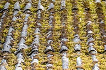 Moos auf Eternit dach