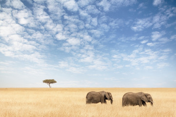 Two elephants walking in the Masai Mara