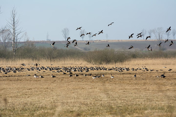 Flock of greylag geese resting on Polish fields on their way north in spring - leafless trees in the background