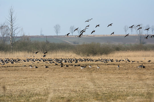 Flock of greylag geese resting on Polish fields on their way north in spring - leafless trees in the background
