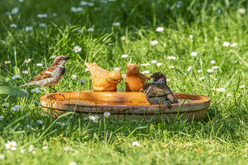 Baden in der Vogeltränke