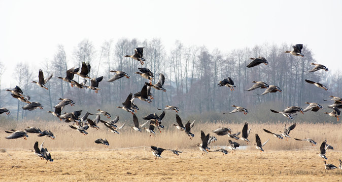 Flock of greylag geese flying over fields in spring - leafless trees in the background
