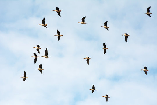 Flock of greylag geese against blue sky