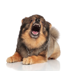 funny brown pomeranian with mouth open looking shocked