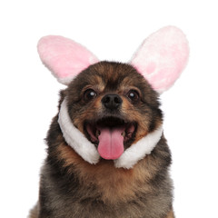close up of adorable panting pomeranian with pink rabbit ears