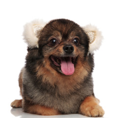 happy pom dog with white bear ears lying and panting