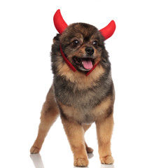 cute brown pom with devil horns looks to side