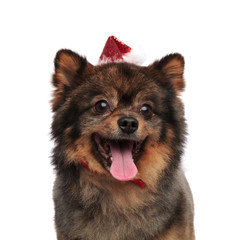 close up of happy santa pomeranian panting and looking to side