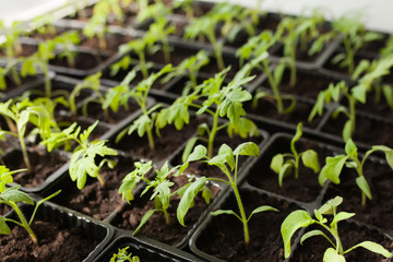 Tomato seedlings on the windowsill