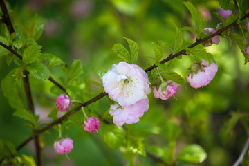 Flowering almond branch