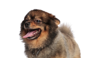 close up of adorable pom panting and looking to side