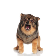 scared pomeranian with mouth open stands and looks to side