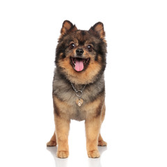 cute and happy pom with necklace collar standing and panting