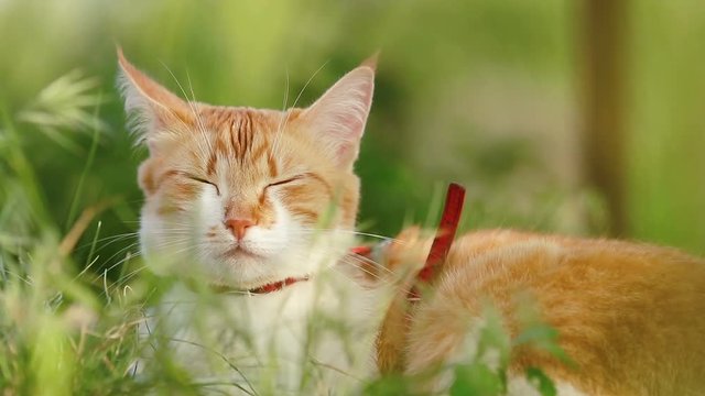 Cute funny red white cat in red collar relaxing on the green grass in the summer garden. Sunset, dolly shot, shallow depth of the field, 50 fps.