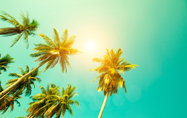 The coconut Palm trees against blue sky with the pastel colour theme. 