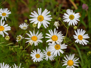 Blossoming daisies with drops of morning dew, against the background of green grass