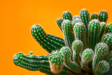 Cactus on bright colored background, selective focus. Creative design. Minimal art gallery. Fresh colors pastel trend.