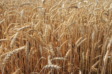 Country road along a field of rye. Summer landscape.