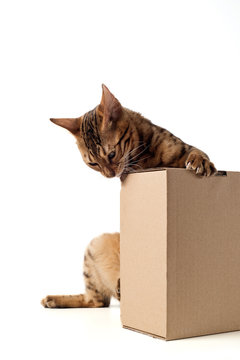 Bengal cat with box on white background