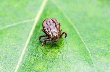 Encephalitis Virus or Lyme Disease or Monkey Fever Infected Tick Arachnid Insect on Leaf Macro
