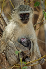 Vervet monkey