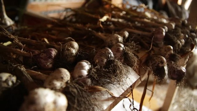 Fresh garlic - close up