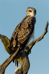 Ayres eagle