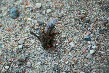 Ants carry a dead fly