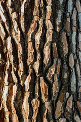 Pine bark