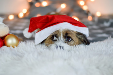 Hund mit Weihnachtsmütze auf dem Kopf
